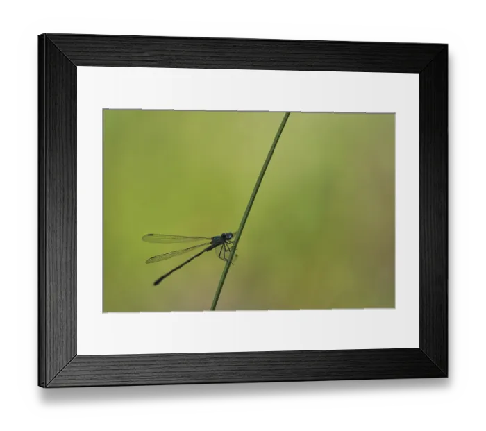 Framed Print : Common Pond Damselfly (Lestes sponsa) Framed Print : Common Pond Damselfly (Lestes sponsa)