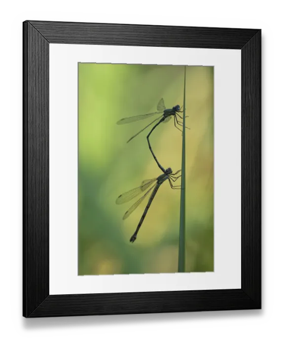 Framed Print : Common damselfly (Lestes sponsa) mating Framed Print : Common damselfly (Lestes sponsa) mating