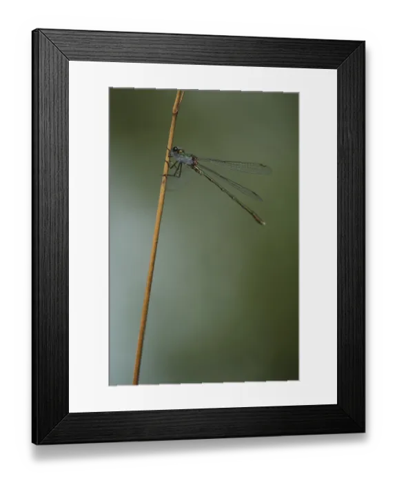 Framed Print : Common Pond Damselfly (Lestes sponsa)