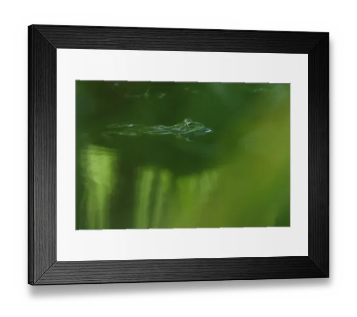 Framed Print : Edible Frog (Pelophylax cl. esculentus)