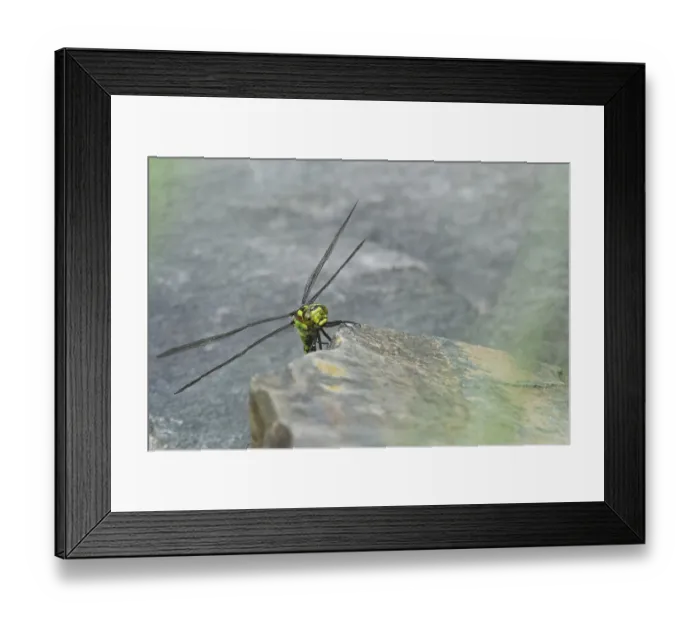 Framed Print : Southern Hawker (Aeshna cyanea) Framed Print : Southern Hawker (Aeshna cyanea)