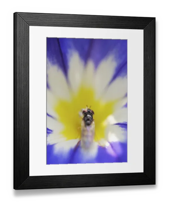 Framed Print : Common winter hoverfly (Episyrphus balteatus) on Dwarf Morning Glory (Convolvulus tricolor L)