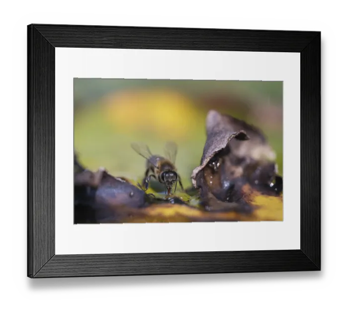 Framed Print : Honey bee (Apis apis) drinking Framed Print : Honey bee (Apis apis) drinking