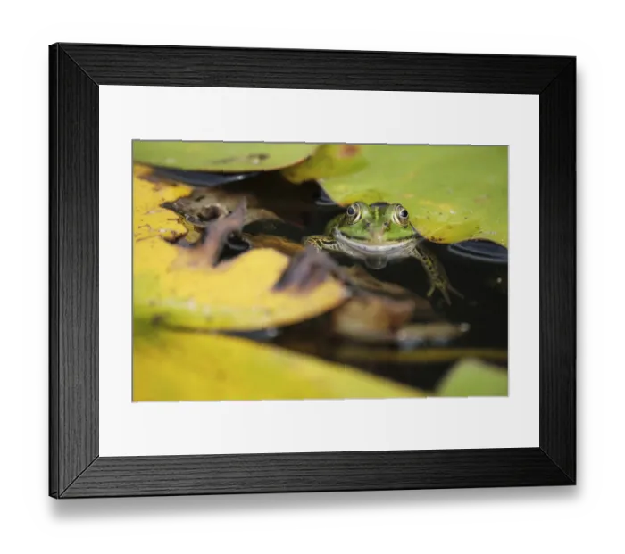 Framed Print : Edible Frog (Pelophylax cl. esculentus)