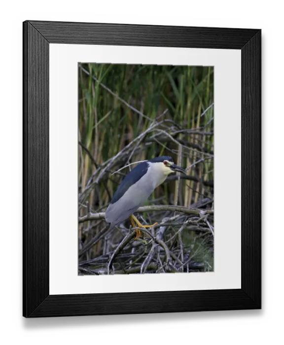 Framed Print : Night heron, Nicticoras nicticoras
