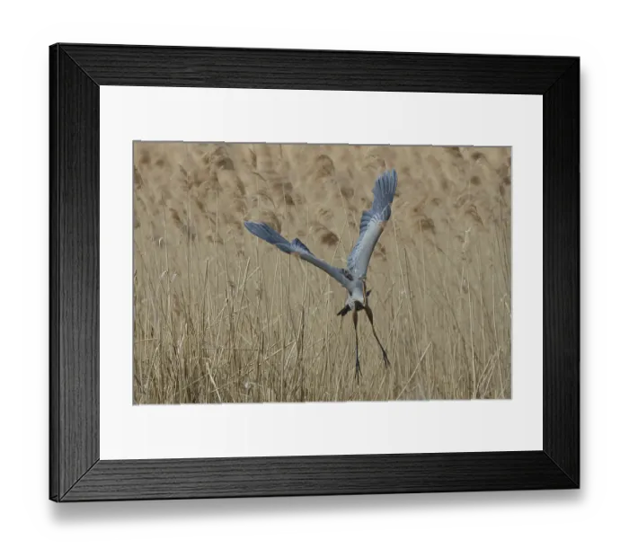Framed Print : Purple heron, Ardea purpurea, flies out of reeds