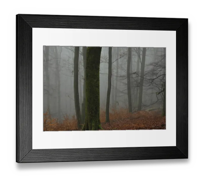 Framed Print : Autumn fog in beech forest, Burbach