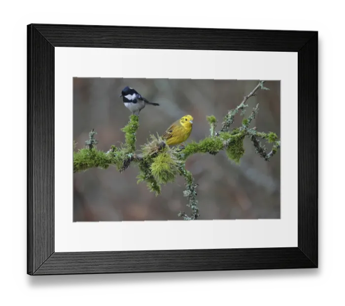 Framed Print : Tannetit, Periparus ater, and Yellowhammer Framed Print : Tannetit, Periparus ater, and Yellowhammer