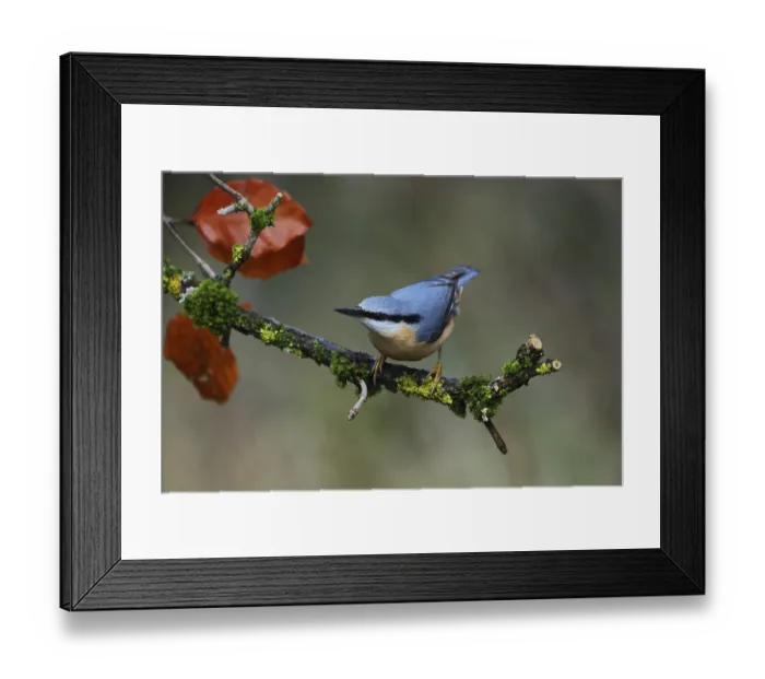 Framed Print : Nuthatch, Sitta europaea, sits on a branch