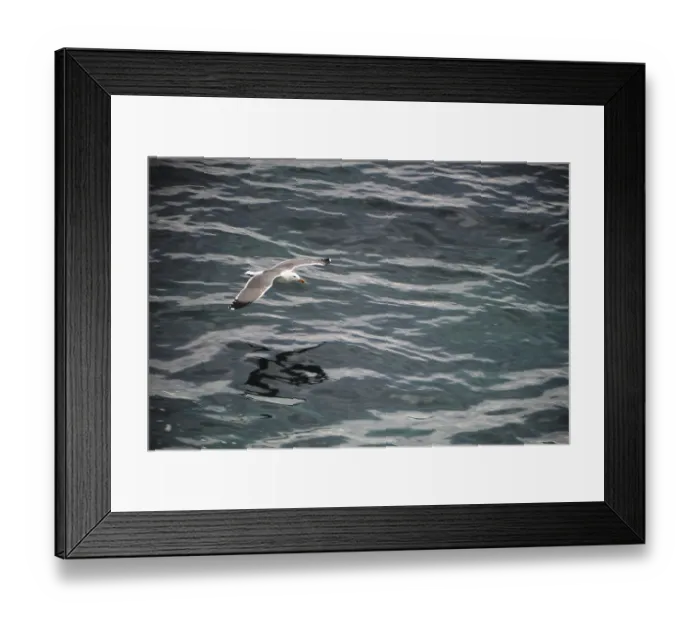 Framed Print : Herring Gull (Larus argentatus)