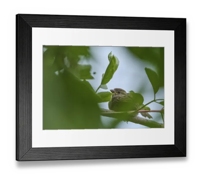 Framed Print : Young house sparrow (Passer domesticus)