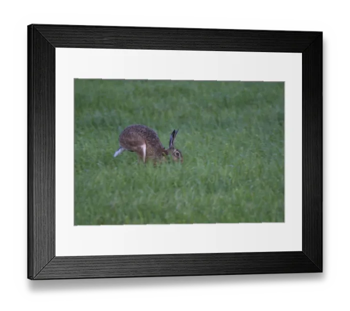 Framed Print : European hare (Lepus europaeus) in a meadow