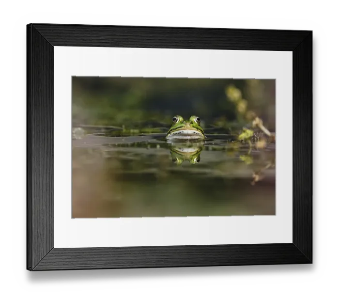 Framed Print : Edible Frog (Pelophylax cl. esculentus) Framed Print : Edible Frog (Pelophylax cl. esculentus)