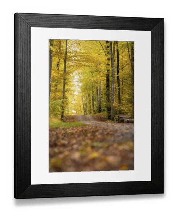 Framed Print : Autumn forest trail surrounded by colorful leaves and tall trees