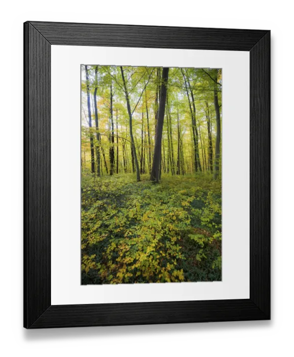 Framed Print : Autumn deciduous forest, TaubergieBen Nature Reserve