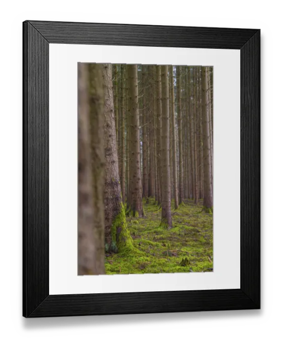 Framed Print : Symmetrically arranged trees in a green forest with moss