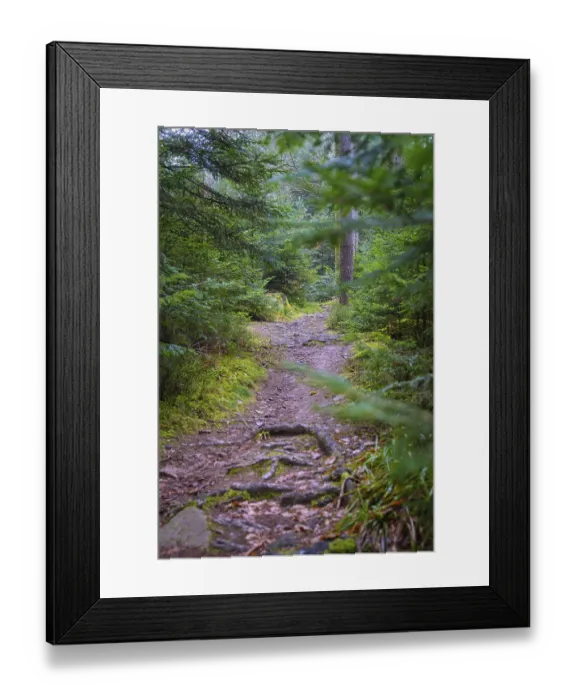 Framed Print : A shady path leads through a lush green forest Framed Print : A shady path leads through a lush green forest