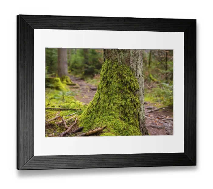 Framed Print : A moss-covered tree trunk in a quiet forest environment Framed Print : A moss-covered tree trunk in a quiet forest environment