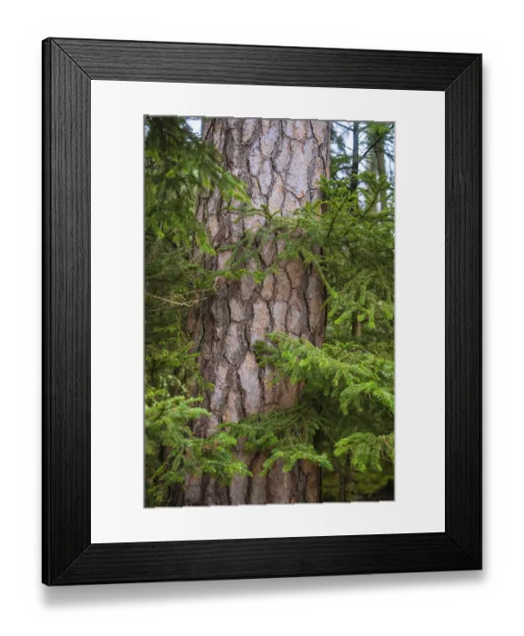 Framed Print : A tree trunk with scaly bark in a wooded area