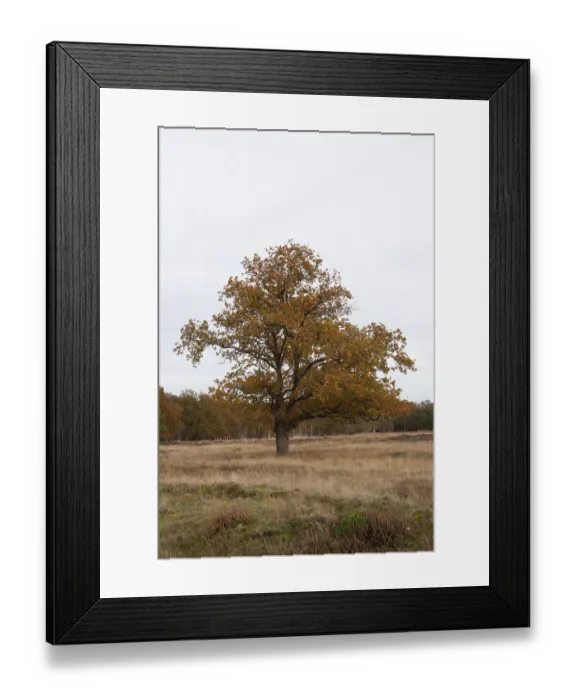 Framed Print : Red oak (Quercus rubra), autumn colours