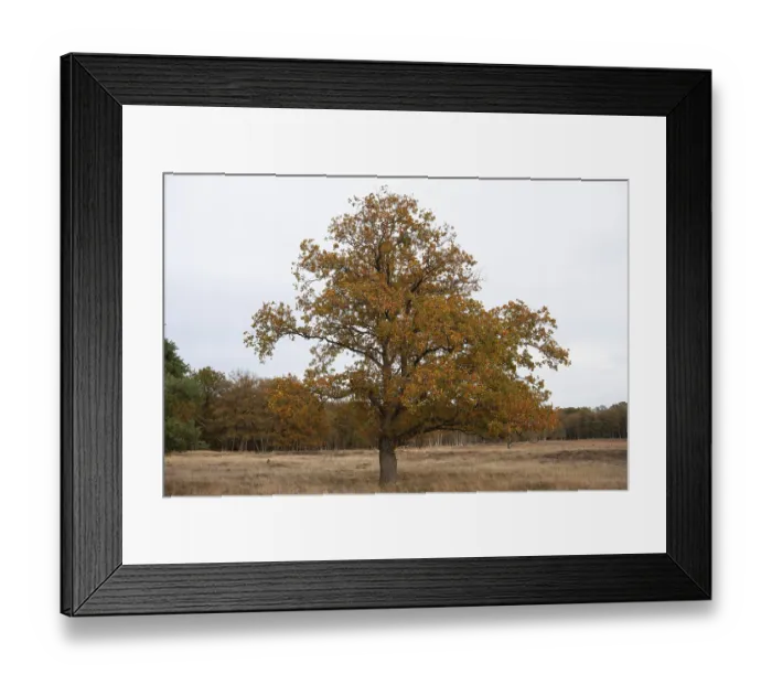 Framed Print : Red oak (Quercus rubra), autumn colours