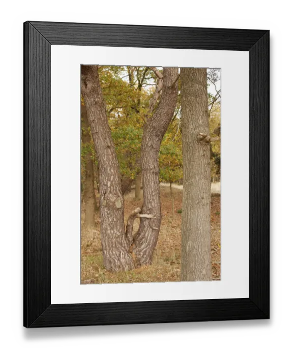 Framed Print : Tree trunks, edge of forest, TER BORG Framed Print : Tree trunks, edge of forest, TER BORG