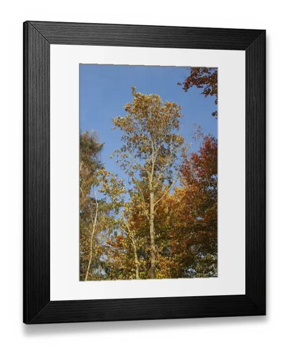 Framed Print : Autumn trees in Stikelkamp Forest