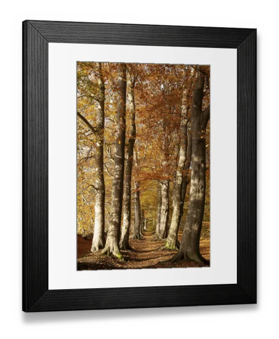 Framed Print : Tree avenue in autumn, Stikelkamper Wald