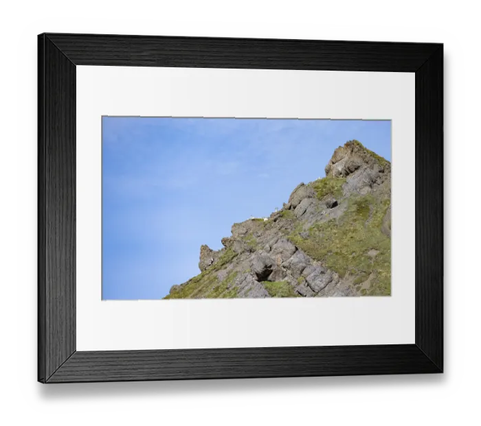 Framed Print : Dall sheep or Alaskan snow sheep (Ovis dalli) sitting on a mountain top