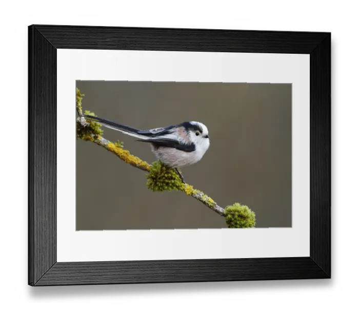 Framed Print : Tit, Aegithalos caudatus, sitting on a branch Framed Print : Tit, Aegithalos caudatus, sitting on a branch