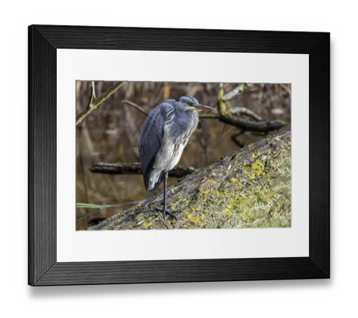 Framed Print : Grey heron (Ardea cinerea) sitting on a tree trunk