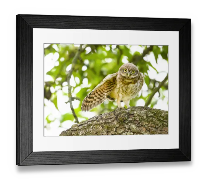Framed Print : Little owl (Athene noctua) branchling