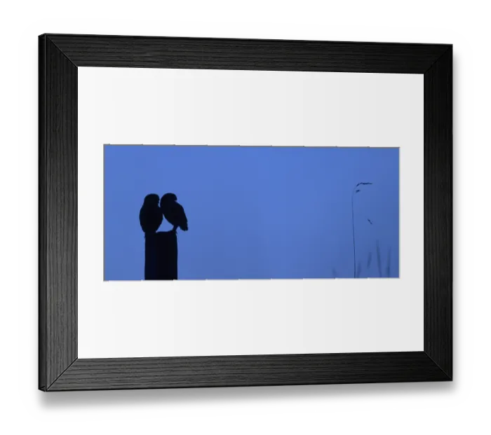 Framed Print : Little owl (Athene noctua) pair Framed Print : Little owl (Athene noctua) pair