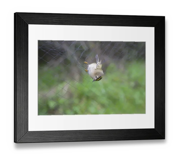 Framed Print : A goldcrest (Regulus regulus) hanging in a net Framed Print : A goldcrest (Regulus regulus) hanging in a net