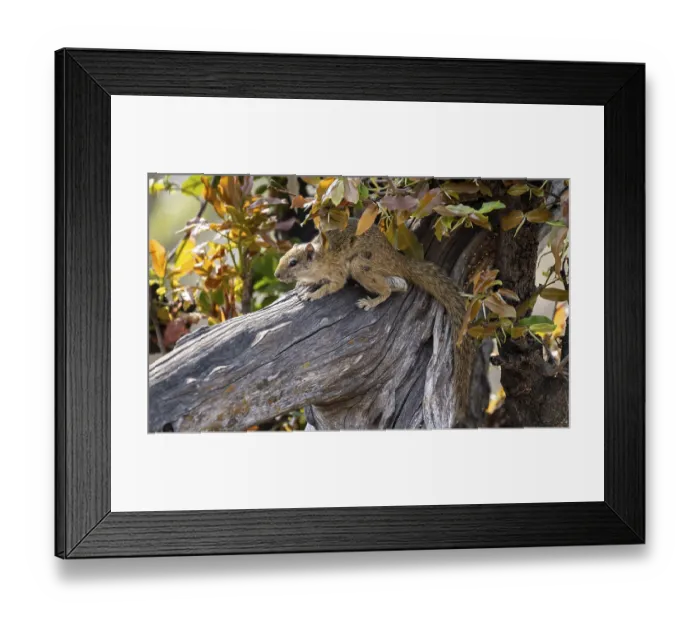 Framed Print : Ochre-footed bush squirrel (Paraxerus cepapi) on a branch