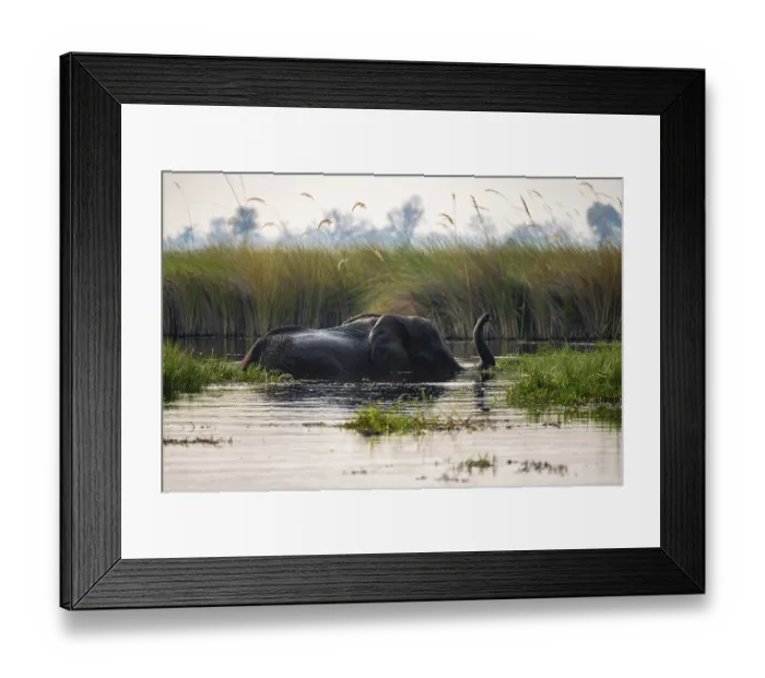 Framed Print : African elephant (Loxodonta africana) swimming in the swamp Framed Print : African elephant (Loxodonta africana) swimming in the swamp