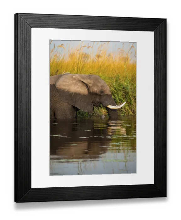 Framed Print : African elephant (Loxodonta africana) in the swamp