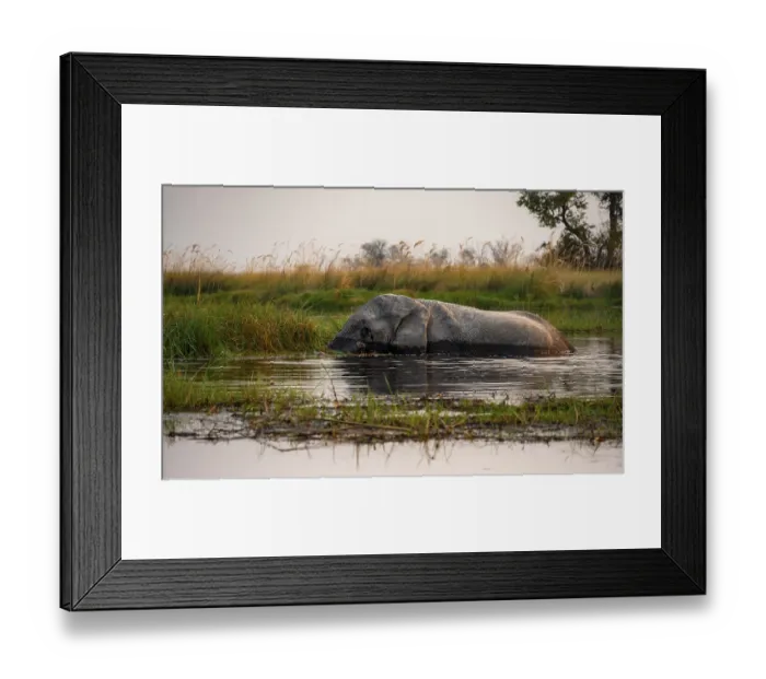 Framed Print : African elephant (Loxodonta africana) in the swamp Framed Print : African elephant (Loxodonta africana) in the swamp