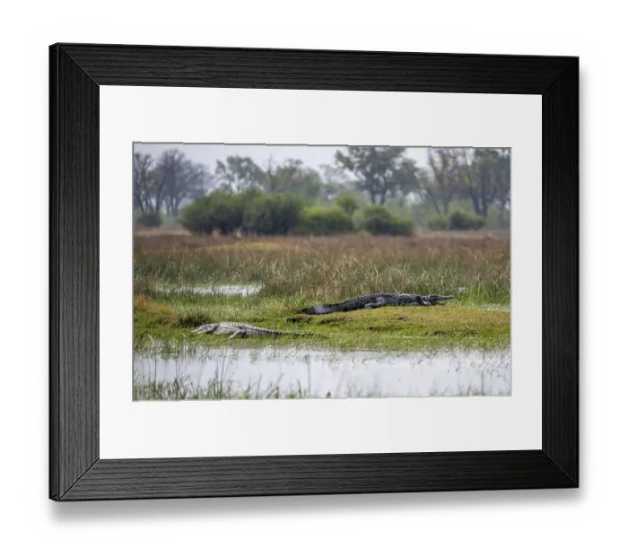 Framed Print : Nile crocodiles (Crocodylus niloticus) Framed Print : Nile crocodiles (Crocodylus niloticus)
