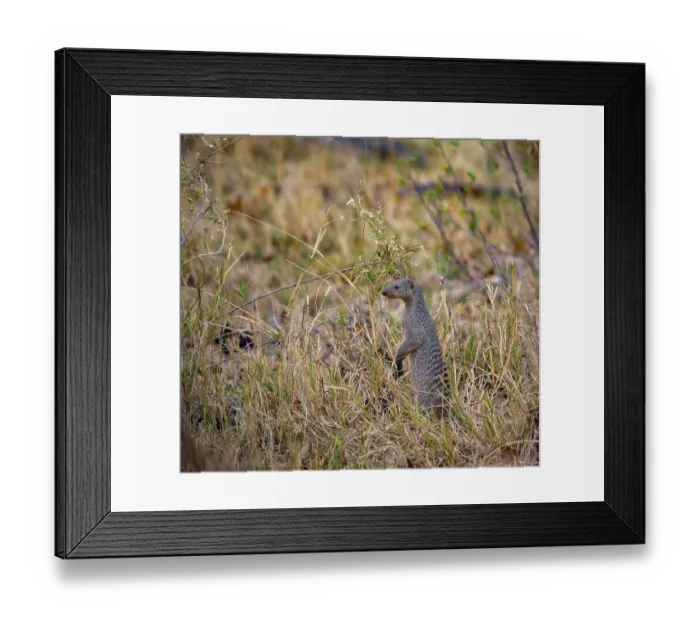 Framed Print : Zebra mongoose (Mungos mungo) standing upright