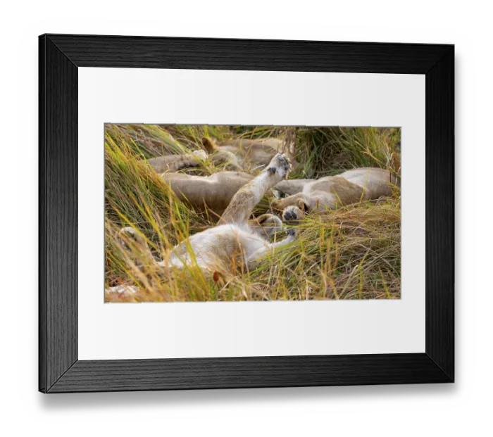 Framed Print : Lion (Panthera Leo) young lion lying sleepily in the grass Framed Print : Lion (Panthera Leo) young lion lying sleepily in the grass