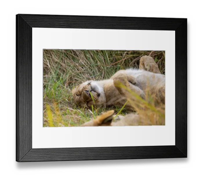Framed Print : Lion (Panthera Leo) young lion lying asleep in the grass