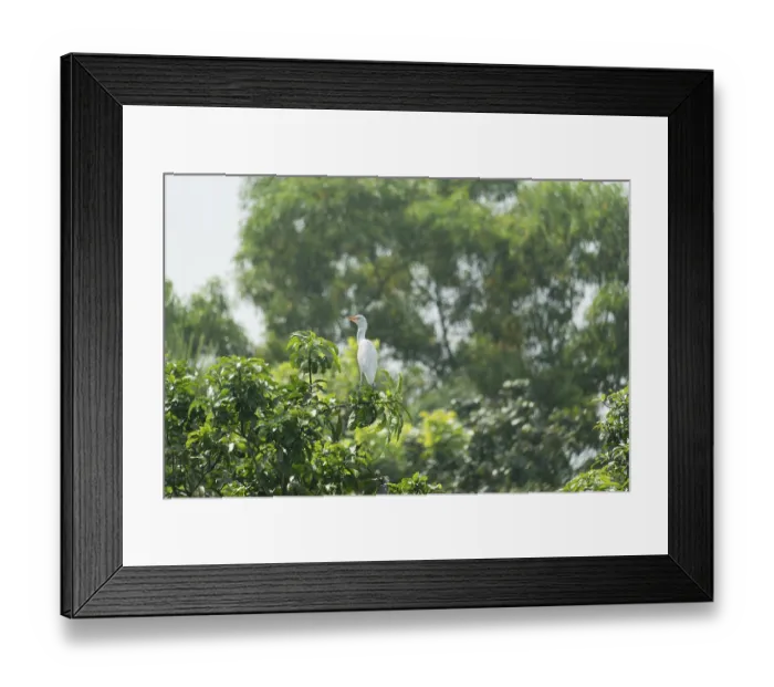Framed Print : A Cattle Egret (Bubulcus ibis) sits on a branch of a mango tree Framed Print : A Cattle Egret (Bubulcus ibis) sits on a branch of a mango tree