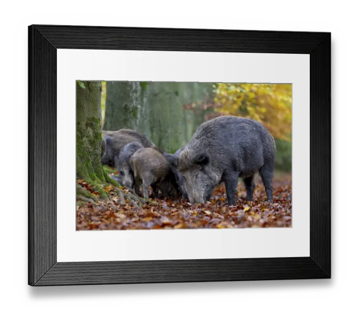 Framed Print : A wild boar (Sus scrofa) and older young boars search for food in the beech leaves Framed Print : A wild boar (Sus scrofa) and older young boars search for food in the beech leaves