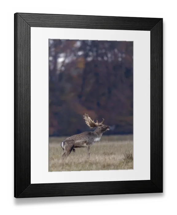 Framed Print : Slight respiratory mist forms in front of the hind's ear of the roaring fallow deer (Dama dama)