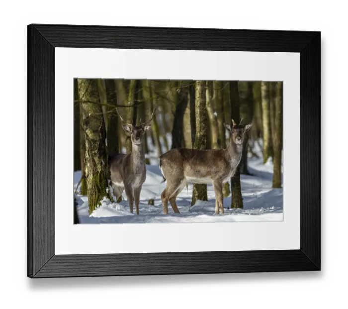 Framed Print : Fallow deer (Dama dama) in the winter forest