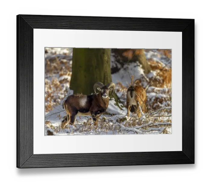 Framed Print : A young mouflon ram (Ovis gmelini) and a female in the evening light in a snow-covered oak forest Framed Print : A young mouflon ram (Ovis gmelini) and a female in the evening light in a snow-covered oak forest