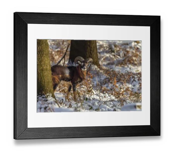 Framed Print : A young mouflon ram (Ovis gmelini) stands in the evening light in a snow-covered oak forest