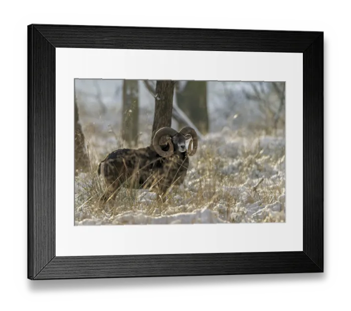 Framed Print : A European mouflon ram (Ovis gmelini) with impressive snails in a snow-covered beech forest