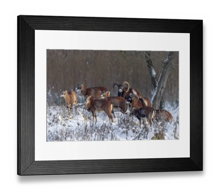 Framed Print : In the light of the evening sun